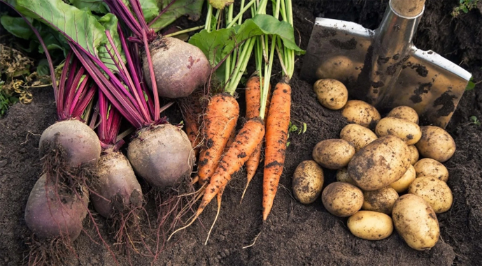 Сбор и отбор урожая овощей для хранения и переработки