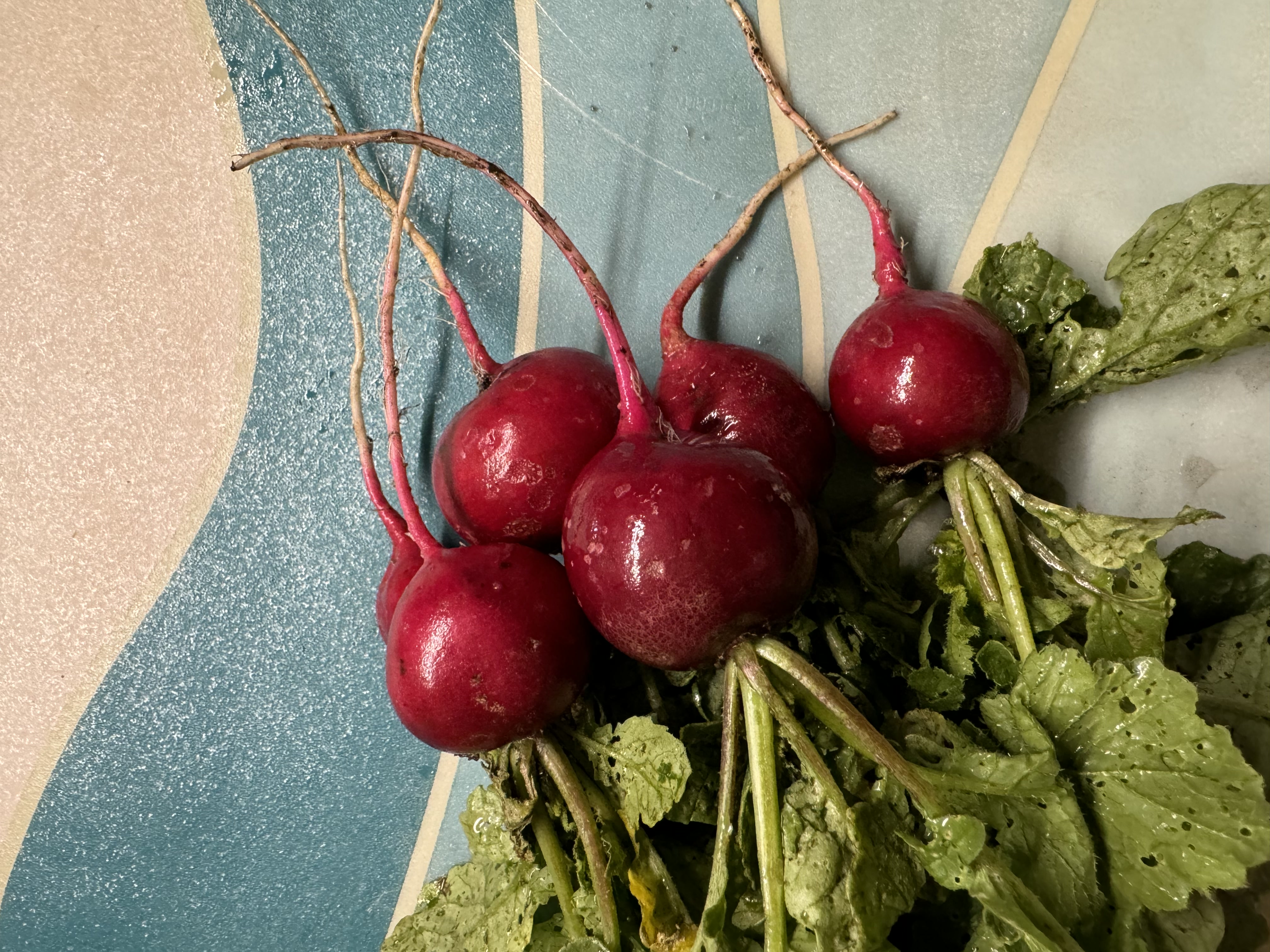 Фото «Родные поля»: rediska svezhyy urozhay