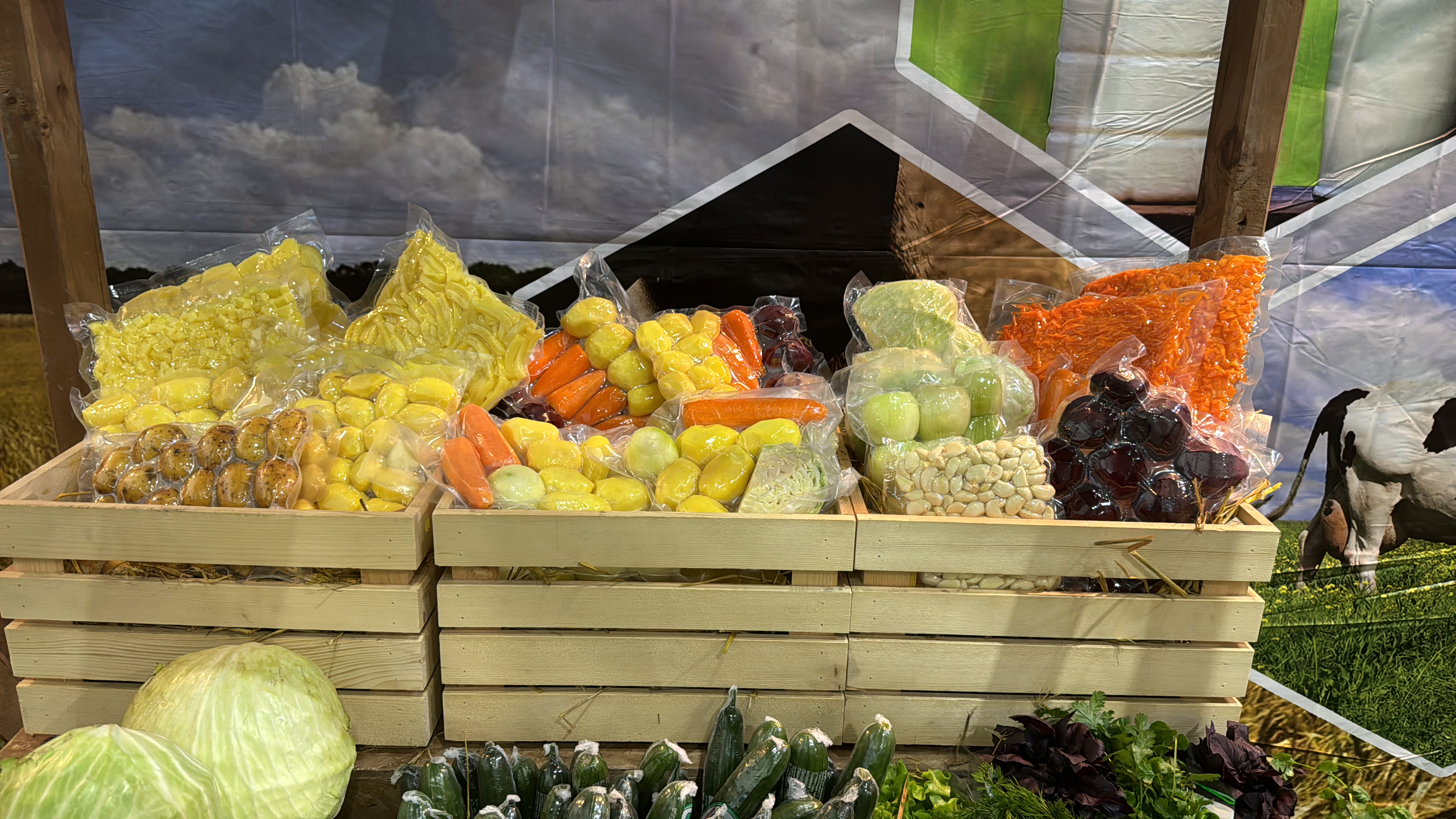 Фото «Родные поля»: vitrina ovoshi vakuum tri yashchika fon korova